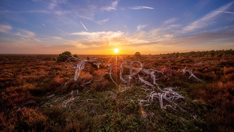 National Park Sallandse Heuvelrug by Photo Wall Decoration