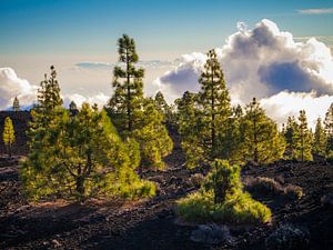 Arbres et nuages