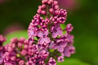 Flowering