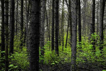 Sprookjesachtig bos met donkere bomen en fris groen van Lisette Rijkers