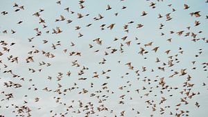 Volée d'oiseaux