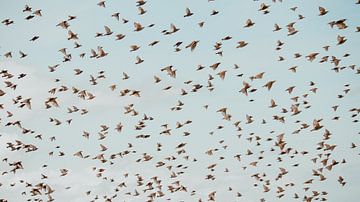 Zwerm vogels van Yanuschka Fotografie | Noordwijk