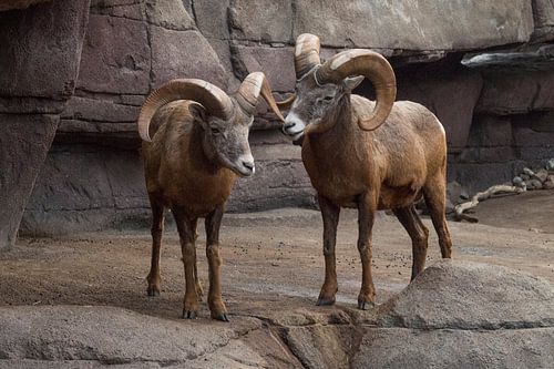 Dikhoornschaap : Königlicher Bürgerzoo