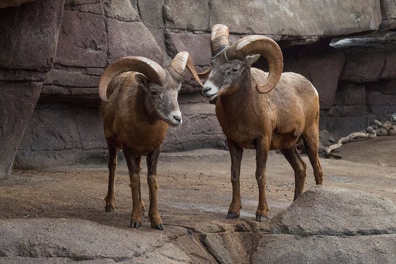 Dikhoornschaap : Koninklijke Burgers' Zoo van Loek Lobel