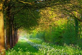 Das letzte Abendlicht im Wald von R Smallenbroek