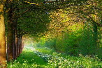 Das letzte Abendlicht im Wald