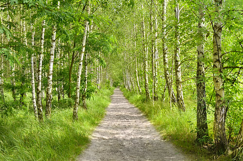 Birch Forest