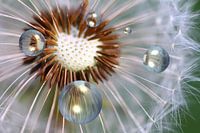dandelion game