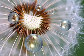 dandelion game by Bernhard Kaiser