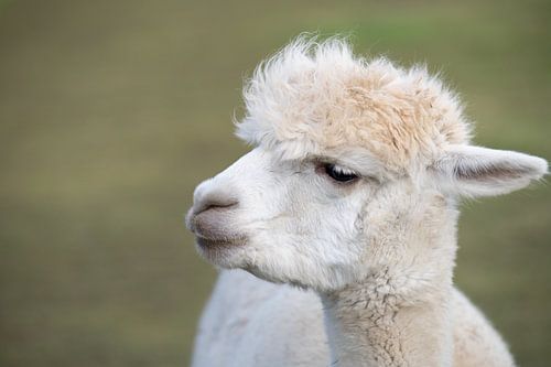 Quiet alpaca