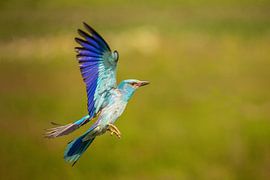 Rouleau, Rouleau européen, Coracias garrulus
