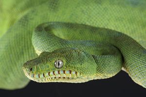 Boa vert à tête de chien (Corallus caninus)