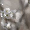 Blossom by Ingrid Van Damme fotografie