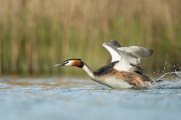 Great Crested Grebe ( Podiceps cristatus ) in action, hurry, flapping its wings, taking off from a s van wunderbare Erde
