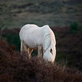Een wild IJslands paard graast tussen de heide in Veluwezoom