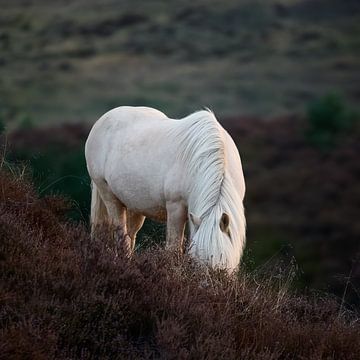 Een wild IJslands paard graast tussen de heide in Veluwezoom van Dushyant Mehta