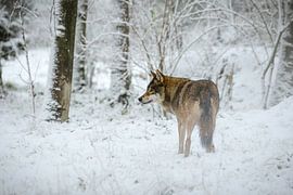 Wolf in snow by Gea Veldhuizen