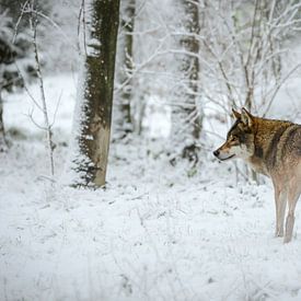 Wolf in sneeuw van Gea Veldhuizen