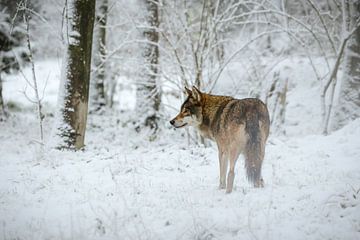 Loup dans la neige sur Gea Veldhuizen
