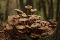 paddenstoelen in de herfst