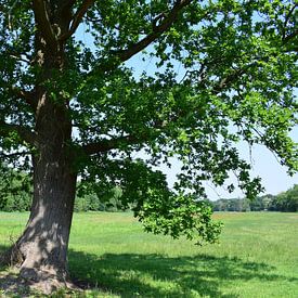 Arbre naturel sur Danielle Folkersma