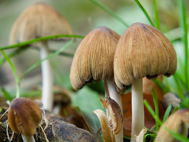 Champignons par Mr White Takes Pictures