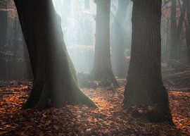 Herbst von Jeroen Linnenkamp