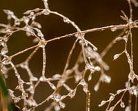 Fil de glace