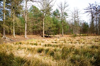 Lignes vertes naturelles