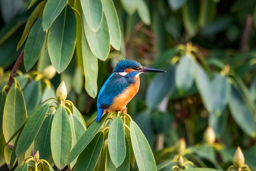 Eisvogel (Alcedo Atthis) von Binnert van Nispen