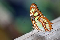 Vlinder op een stuk hout 3 von Klaase Fotografie Miniaturansicht