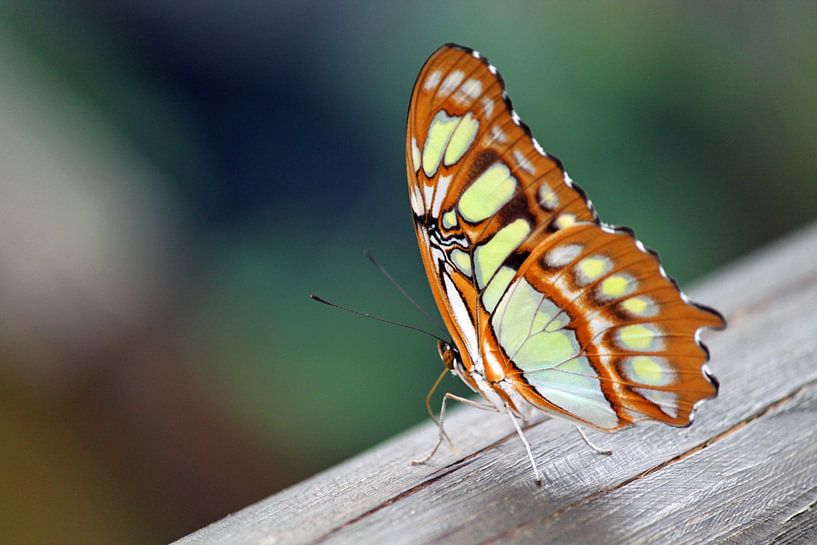 Vlinder op een stuk hout 3 by Klaase Fotografie