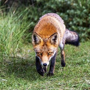 Vos in de Amsterdamse Waterleidingduinen van Sander Jacobs