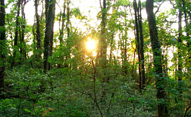 In a mystical grove at twilight