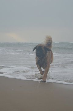 hond op het strand van Inge Schoonenberg