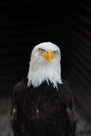 Portrait of an American Bald Eagle by Patrick Verhoef
