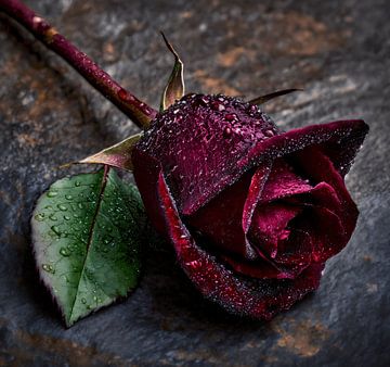 Een gevallen rode roos van Transmutation Art