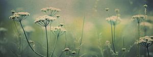 Nostalgic Nature No 4