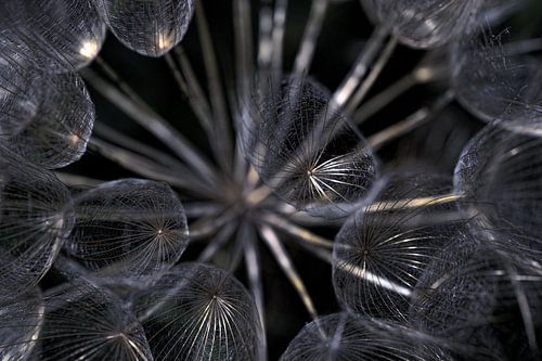 Lampions végétaux
