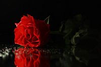 Rose on a mirror