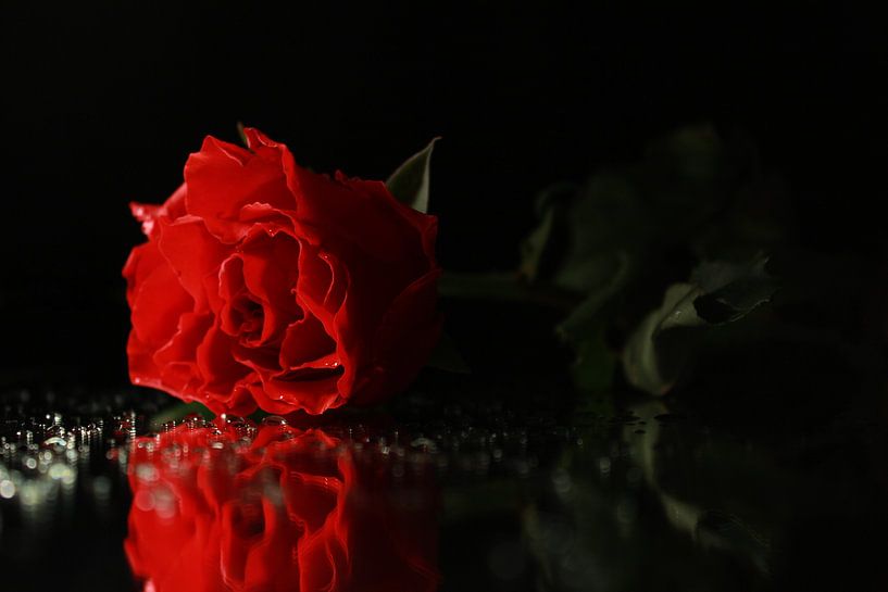 Rose on a mirror by Linda Jacobs