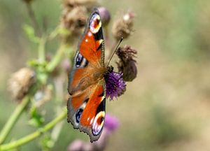 Tagpfauenauge an einer Distel