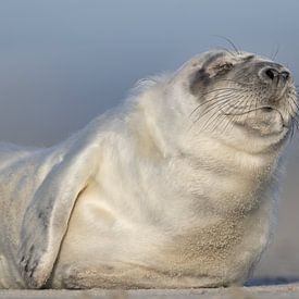 Seal Pup on beach Vlieland by Gerard Koster Joenje (Vlieland, Amsterdam & Lelystad in beeld)