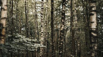 Berkenbomen in het bos van Ruben Terlouw
