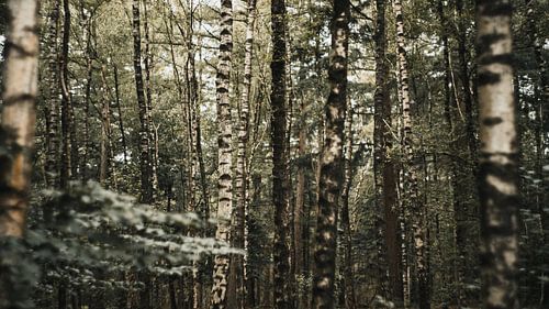 Bouleaux dans la forêt