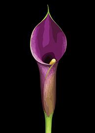 Elegante lila Calla Lilie Illustration von Ramy Salah Hefny