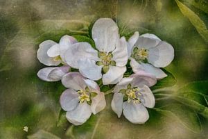 Apfelbaumblüte