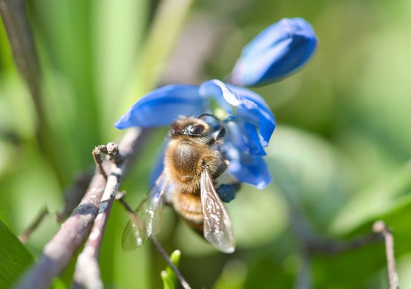 Bee on a flower collecting nectar by Martin Köbsch