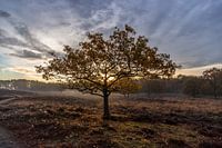 Lonely tree