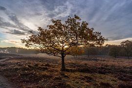 Einsamer Baum von Frans Plat